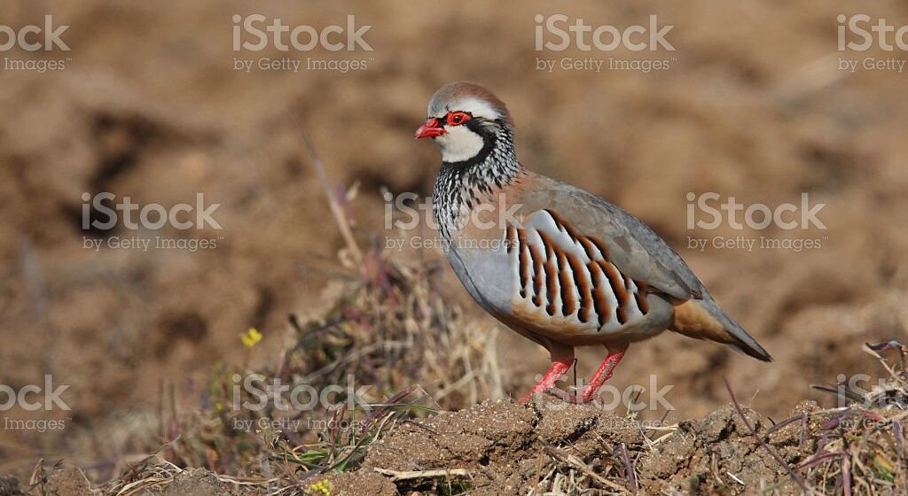 red partridge during hunting season in spain Μακρής-Μελετήματα -Μέρος 4ο