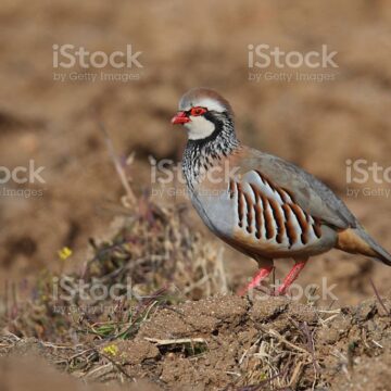 istockphoto 636489064 1024x1024 1