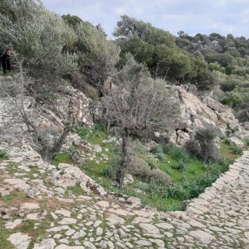 monopatia dl monopatia dl