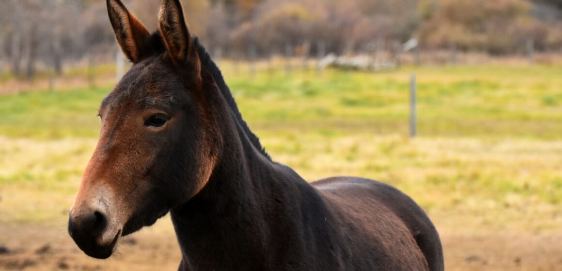 An image of a dark brown mule in a fenced pasture. Μελετούν και “αυτοσχεδιάζουν” Μακρής και Καλαθάς-Μέρος 6ο
