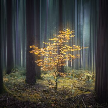 new life by carsten meyerdierks new life by carsten meyerdierks